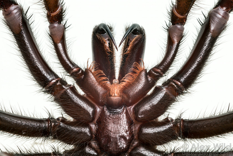 Illustration for article titled An Incredible Close-Up View Of One Of The World's Most Venomous Spiders